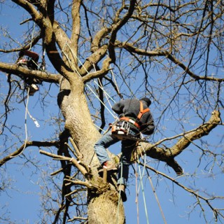 elagage arbres